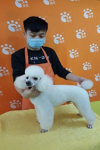 该怎么成北京海淀区为宠物美容师非常棒_生活服务_宠物_世界工厂网
