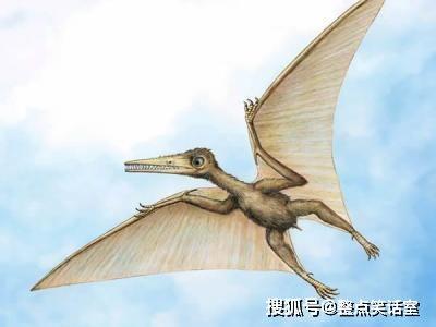 翼手龙资料,揭秘史前空中霸主的神秘生活