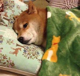 泷泽萝拉表情包,萌动瞬间,笑点满满