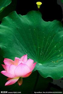 出阁图片,揭秘古代女子出阁盛况